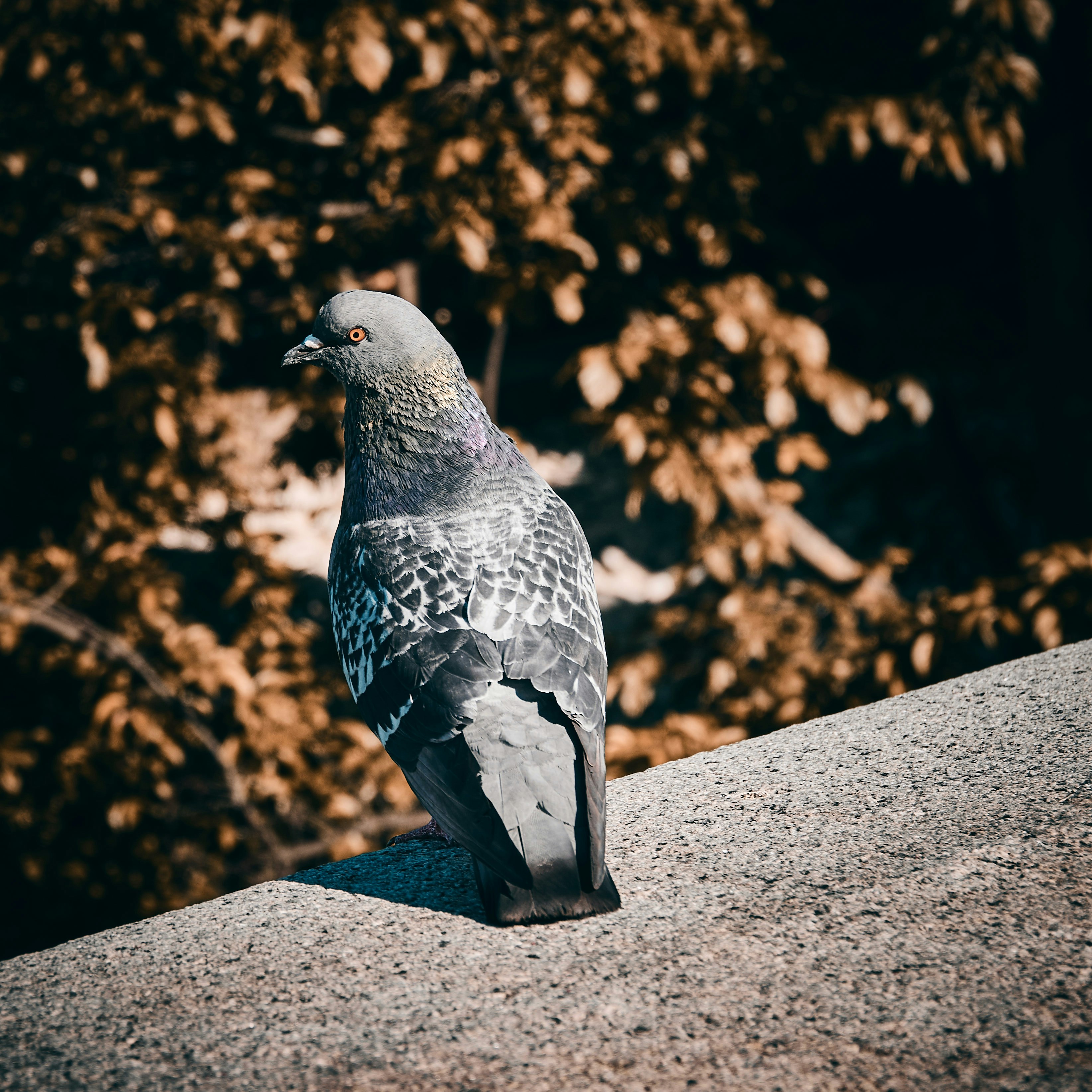 gray pigeon on focus photography